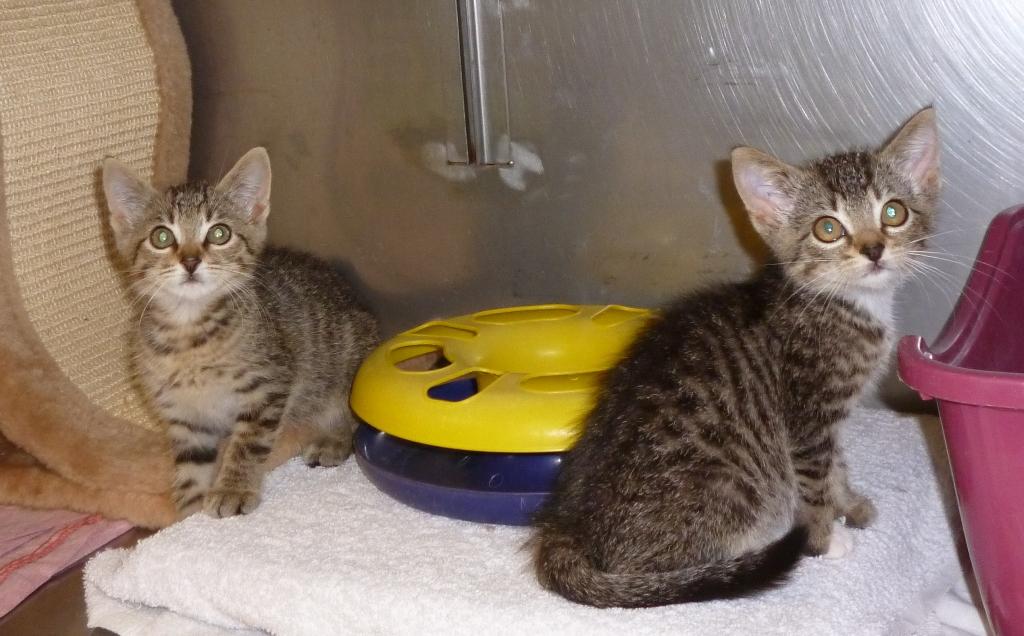 Katzenkinder | Tierheim Bad Kreuznach